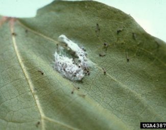 William Lambert, University of Georgia, Bugwood.org Fall armyworm eggs hatching
