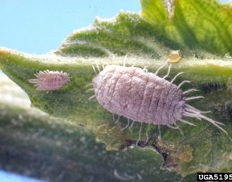 adult longtailed mealy bug