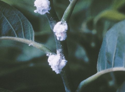 infestation of the pink hibiscus mealybug
