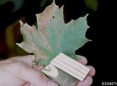 Roland J. Stipes, Virginia Polytechnic Institute and State University, Bugwood.org vascular discoloration and foliar symptoms on sugar maple leaf caused by verticillium wilt