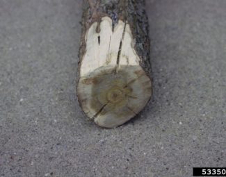 Mary Ann Hansen, Virginia Polytechnic Institute and State University, Bugwood.org vascular discoloration on a smoke tree caused by Vertilliium wilt