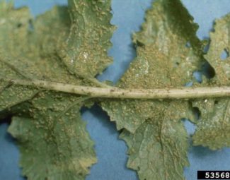 Eugene E. Nelson, Bugwood.org Infestation of the green peach aphid (Myzus persicae) on the underside of a leaf.