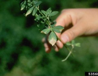 William M. Brown Jr., Bugwood.org Symptoms of verticillium wilt (Verticillium albo atrum) in an alfalfa plant.