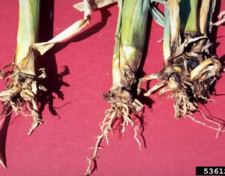 Damage to corn roots due to feeding by the southern corn rootworm