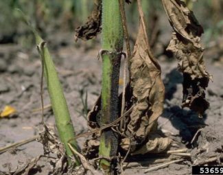 Howard F. Schwartz, Colorado State University, Bugwood.org Sunflower plants showing symptoms of Verticillium wilt infection caused by Verticillium dahliae in the field.