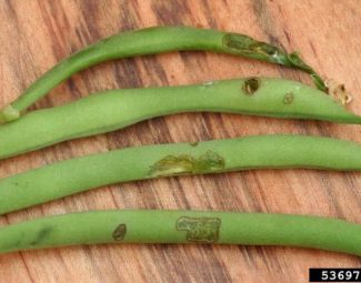 Spotted cucumber beetle adult chewing injuries to snap bean pod
