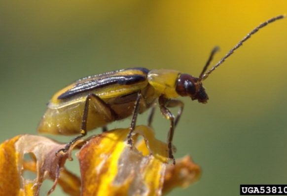 David Cappaert, Bugwood.org adult striped cucumber beetle close up