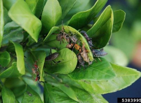 This population of leaf-footed bugs had about 17 nymphs and adults.