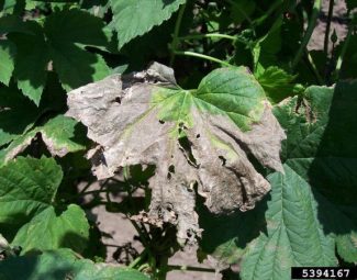 David Gent, USDA Agricultural Research Service, Bugwood.org Common hop plants showing foliar symptoms of Verticillium wilt caused by Verticillium albo-atrum on a field at Oregon, USA.