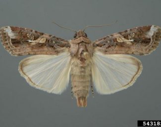 Lyle Buss, University of Florida, Bugwood.org adult fall armyworm