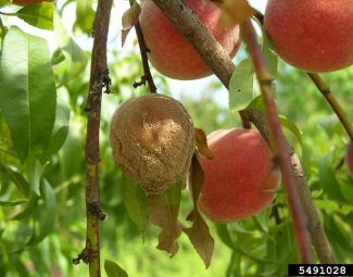brown rot symptoms on a peach tree