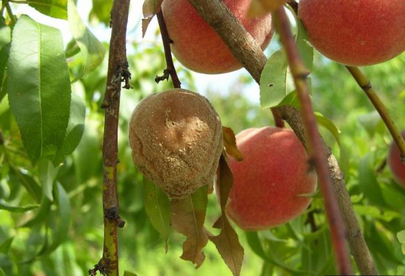 Molly Giesbrecht, Texas A&M AgriLife Extension Service, Bugwood.org brown rot symptoms on a peach tree