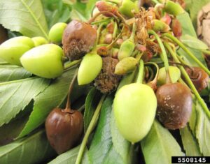 sweet cherry with visible symptoms of brown rot