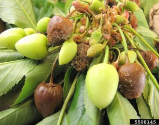 sweet cherry with visible symptoms of brown rot