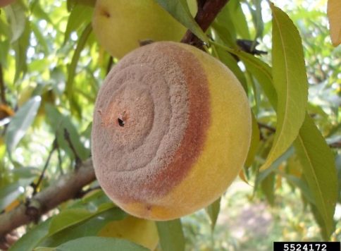 sign of brown rot on a peach