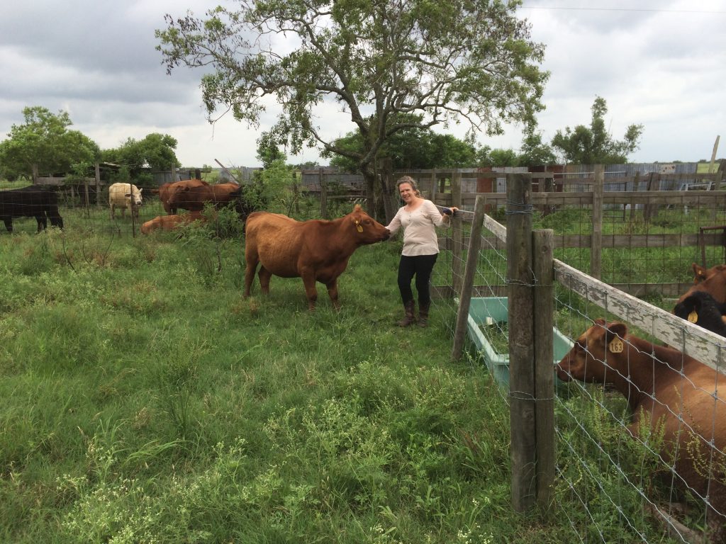 cattle, cows, grassfed beef