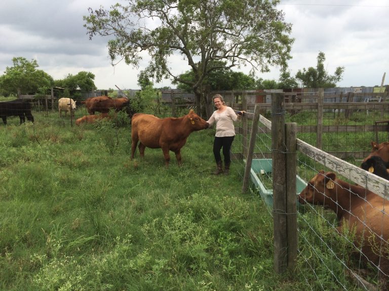 cattle, cows, grassfed beef
