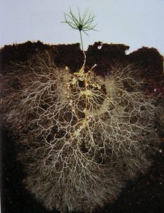 pine tree seedling myco