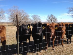 cattle, cows, grassfed beef