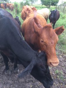 cattle, cows, grassfed beef