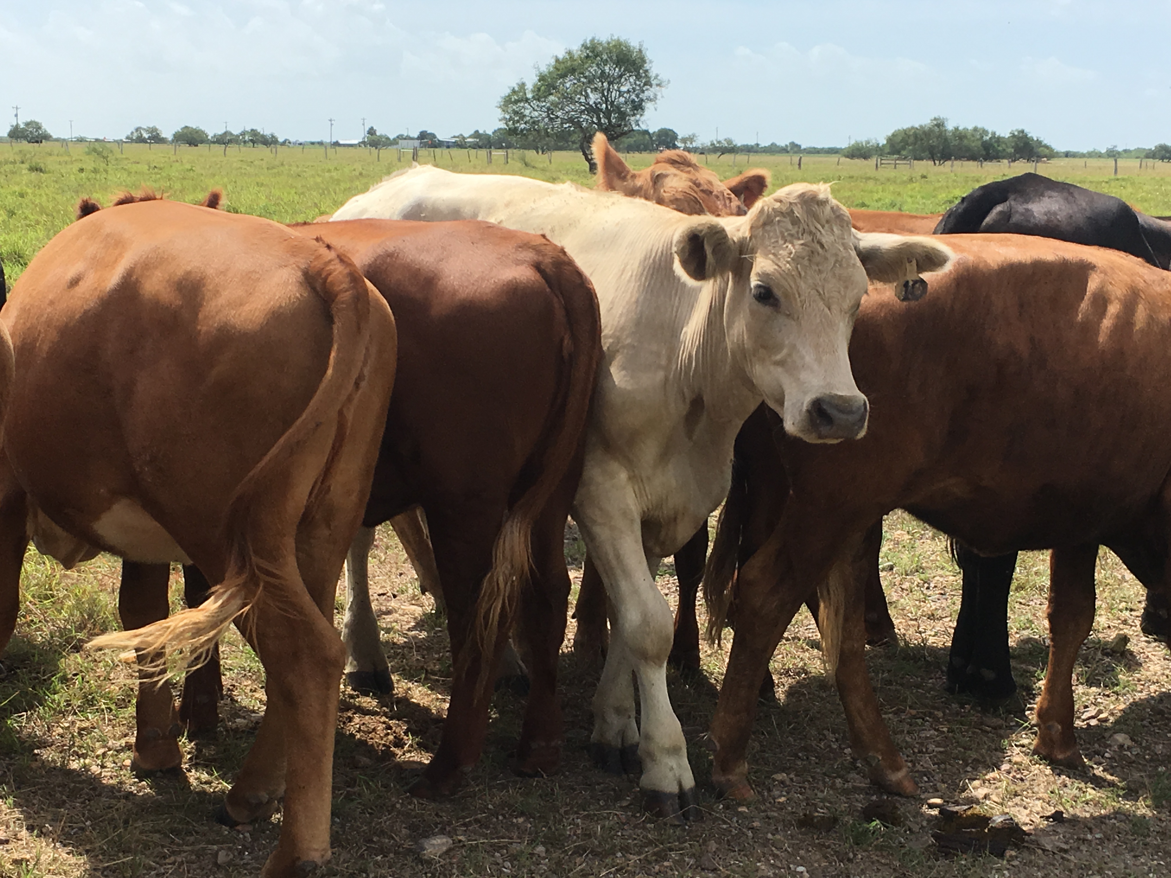 Two directions Earthwise Grassfed Beef Cattle