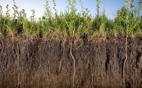 Rhizosphere soil cut Source: www.biosciencewa.com