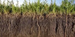 Rhizosphere soil cut Source: www.biosciencewa.com