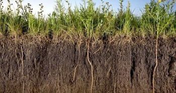 Rhizosphere soil cut Source: www.biosciencewa.com