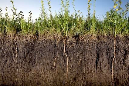 Rhizosphere soil cut