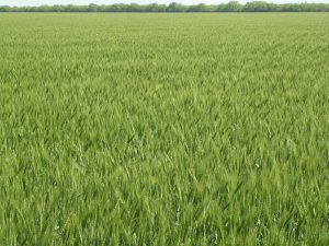 2007 wheat - DSCN0437 wheat, plant