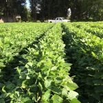 Org Soybeans - LF 1 organic soybeans in South Texas