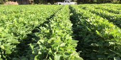 Org Soybeans - LF 1 organic soybeans in South Texas