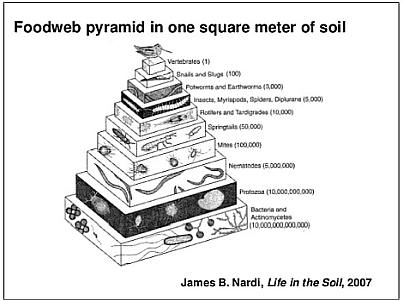 Soil Foodweb Pyramid cropped Soil Foodweb Pyramid cropped