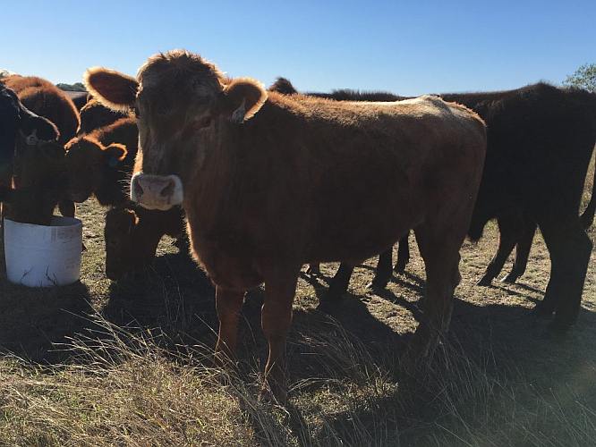 heifer posing 2 cattle grassfed beef