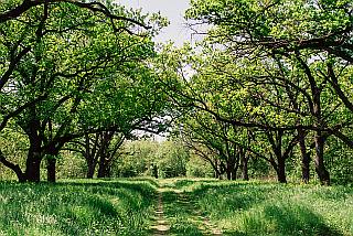 kids - grass and trees 320x214 kids corner grass and trees