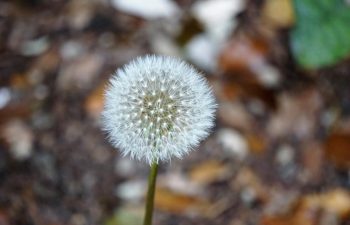 Dandelion plant - dandelion