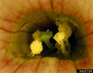 Western flower thrips feeding in a flower in an ornamental greenhouse