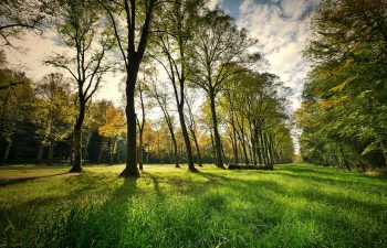 Image by Albrecht Fietz from Pixabay Kids Corner -What's Best-Grass or Trees?