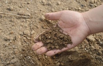 Image by Jing from Pixabay Kids Corner- Wacky World of Soil Life
